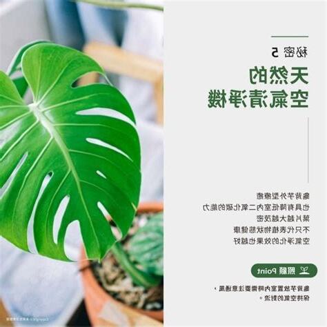 龜背芋 照顧